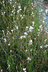 Bantam White Gaura (Gaura lindheimeri 'Bantam White') at Lakeshore Garden Centres