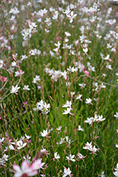 Ballerina White Gaura (Gaura lindheimeri 'Ballerina White') at Lakeshore Garden Centres