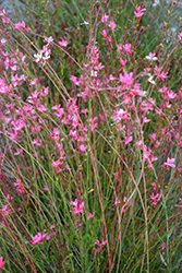 Ballerina Rose Gaura (Gaura lindheimeri 'Baltinrose') at Lakeshore Garden Centres