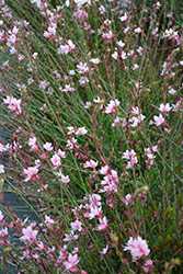 Ballerina Blush Gaura (Gaura lindheimeri 'Ballerina Blush') at Lakeshore Garden Centres