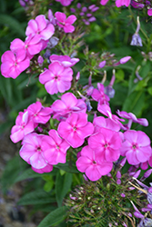 Purple Kiss Garden Phlox (Phlox paniculata 'Purple Kiss') at Lakeshore Garden Centres