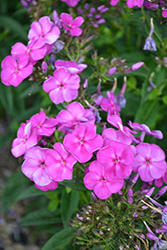 Purple Kiss Garden Phlox (Phlox paniculata 'Purple Kiss') at Golden Acre Home & Garden