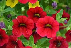Catwalk Red Rouge Calibrachoa (Calibrachoa 'Catwalk Red Rouge') at Lakeshore Garden Centres
