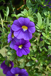 Catwalk Blue Jeans Calibrachoa (Calibrachoa 'Catwalk Blue Jeans') at Lakeshore Garden Centres
