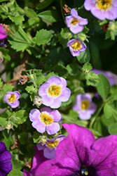 Boutique Blue Bacopa (Sutera cordata 'Boutique Blue') at Lakeshore Garden Centres