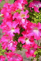 Panache Tickled Pink Petunia (Petunia 'Panache Tickled Pink') at Lakeshore Garden Centres