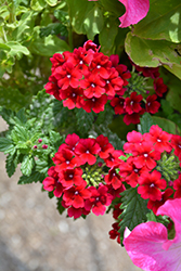 Espadrille Merlot Verbena (Verbena 'Espadrille Merlot') at Lakeshore Garden Centres