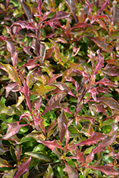 Sommelier Pinot Gris Alternanthera (Alternanthera 'Sommelier Pinot Gris') at Lakeshore Garden Centres