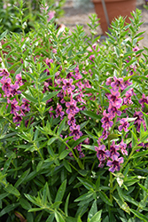 Pinstripe Zebra Angelonia (Angelonia angustifolia 'Pinstripe Zebra') at Lakeshore Garden Centres