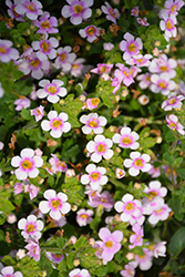 Boutique Pink Mascara Bacopa (Sutera cordata 'Boutique Pink Mascara') at Lakeshore Garden Centres