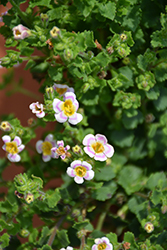 Boutique Tie-Dye White Bacopa (Sutera cordata 'Boutique Tie-Dye White') at Lakeshore Garden Centres
