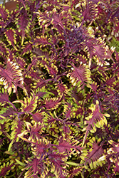 Under The Sea Bone Fish Coleus (Solenostemon scutellarioides 'Bone Fish') at Lakeshore Garden Centres