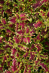 Under The Sea Electric Coral Coleus (Solenostemon scutellarioides 'Electric Coral') at Lakeshore Garden Centres