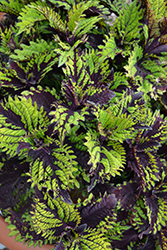 Under The Sea Fish Net Coleus (Solenostemon scutellarioides 'Fish Net') at Lakeshore Garden Centres