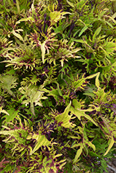 Under The Sea Gold Anemone Coleus (Solenostemon scutellarioides 'Gold Anemone') at Lakeshore Garden Centres