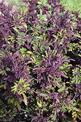 Under The Sea Lime Shrimp Coleus (Solenostemon scutellarioides 'Lime Shrimp') at Lakeshore Garden Centres