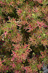 Under The Sea Red Coral Coleus (Solenostemon scutellarioides 'Red Coral') at Lakeshore Garden Centres
