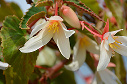 Bossa Nova Pure White Begonia (Begonia boliviensis 'Bossa Nova Pure White') at A Very Successful Garden Center