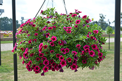 Aloha Raspberry Calibrachoa (Calibrachoa 'Aloha Raspberry') at Lakeshore Garden Centres