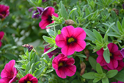 Aloha Raspberry Calibrachoa (Calibrachoa 'Aloha Raspberry') at Lakeshore Garden Centres