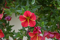 Aloha Red Cartwheel Calibrachoa (Calibrachoa 'Aloha Red Cartwheel') at Lakeshore Garden Centres