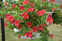 Aloha Red Cartwheel Calibrachoa (Calibrachoa 'Aloha Red Cartwheel') at Lakeshore Garden Centres