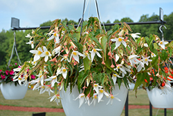 Santa Barbara Begonia (Begonia boliviensis 'Santa Barbara') at Lakeshore Garden Centres