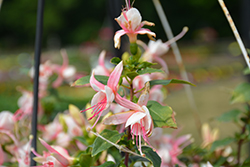 Bella Fuchsia Sophia Fuchsia (Fuchsia 'Bella Fuchsia Sophia') at Lakeshore Garden Centres