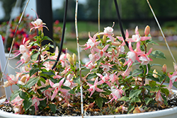 Bella Fuchsia Sophia Fuchsia (Fuchsia 'Bella Fuchsia Sophia') at Lakeshore Garden Centres