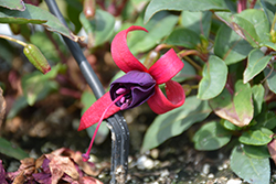 Bella Fuchsia Soila Fuchsia (Fuchsia 'Bella Fuchsia Soila') at Lakeshore Garden Centres