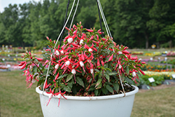 Bella Fuchsia Evita Fuchsia (Fuchsia 'Bella Fuchsia Evita') at Lakeshore Garden Centres