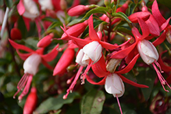 Bella Fuchsia Evita Fuchsia (Fuchsia 'Bella Fuchsia Evita') at Lakeshore Garden Centres
