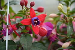 Bella Fuchsia Susanna Fuchsia (Fuchsia 'Bella Fuchsia Susanna') at Lakeshore Garden Centres