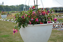 Bella Fuchsia Susanna Fuchsia (Fuchsia 'Bella Fuchsia Susanna') at Lakeshore Garden Centres