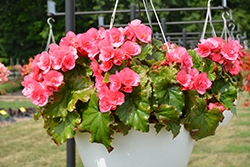 Evi Pink Begonia (Begonia x hiemalis 'Evi Pink') at Lakeshore Garden Centres