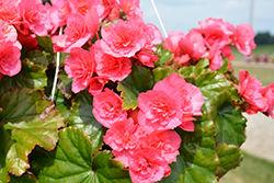 Evi Pink Begonia (Begonia x hiemalis 'Evi Pink') at Lakeshore Garden Centres