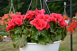 Evi Bright Pink Begonia (Begonia x hiemalis 'Evi Bright Pink') at Lakeshore Garden Centres