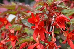 Beauvilia Red Begonia (Begonia boliviensis 'Beauvilia Red') at Lakeshore Garden Centres