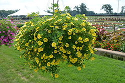 MiniFamous Neo Deep Yellow Calibrachoa (Calibrachoa 'MiniFamous Neo Deep Yellow') at Lakeshore Garden Centres