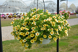 MiniFamous Neo Yellow Red Vein Calibrachoa (Calibrachoa 'MiniFamous Neo Yellow Red Vein') at Lakeshore Garden Centres