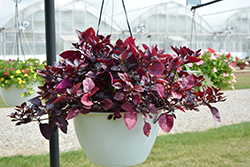 Brazilian Joy Weed (Alternanthera brasiliana) at Lakeshore Garden Centres