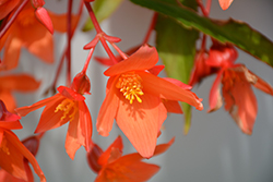 Beauvilia Salmon Begonia (Begonia boliviensis 'Beauvilia Salmon') at Lakeshore Garden Centres