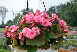 Frivola Pink Begonia (Begonia x hiemalis 'Frivola Pink') at Lakeshore Garden Centres