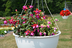 Bella Fuchsia Nora Fuchsia (Fuchsia 'Bella Fuchsia Nora') at Lakeshore Garden Centres