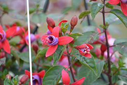 Bella Fuchsia Sarah Fuchsia (Fuchsia 'Bella Fuchsia Sarah') at Lakeshore Garden Centres