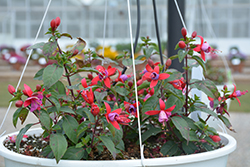 Bella Fuchsia Sarah Fuchsia (Fuchsia 'Bella Fuchsia Sarah') at Lakeshore Garden Centres