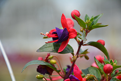 Bella Fuchsia Vera Fuchsia (Fuchsia 'Bella Fuchsia Vera') at Lakeshore Garden Centres