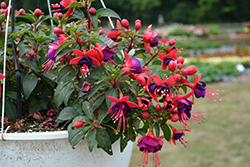 Bella Fuchsia Vera Fuchsia (Fuchsia 'Bella Fuchsia Vera') at Lakeshore Garden Centres