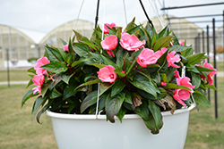 Painted Select Light Rose New Guinea Impatiens (Impatiens hawkeri 'Paradise Select Light Rose') at Lakeshore Garden Centres