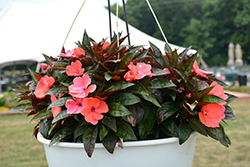 Painted Select Salmon New Guinea Impatiens (Impatiens hawkeri 'Paradise Select Salmon') at Lakeshore Garden Centres